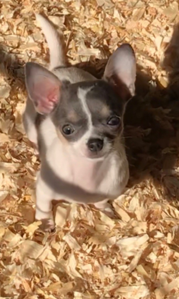 Les Chihuahua de l'affixe Just Phantom