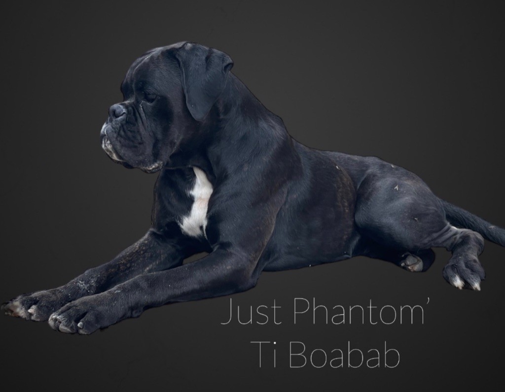 Just Phantom Ti baobab