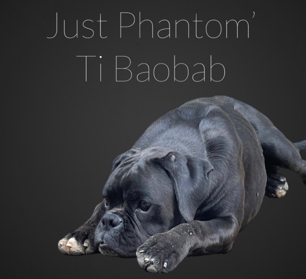 Just Phantom Ti baobab