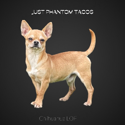 Just Phantom - Chihuahua - Portée née le 05/02/2022