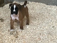 Just Phantom - Boxer - Portée née le 15/05/2017