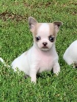 Just Phantom - Chihuahua - Portée née le 24/07/2020