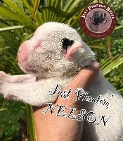 JUST PHANTOM' NELSON