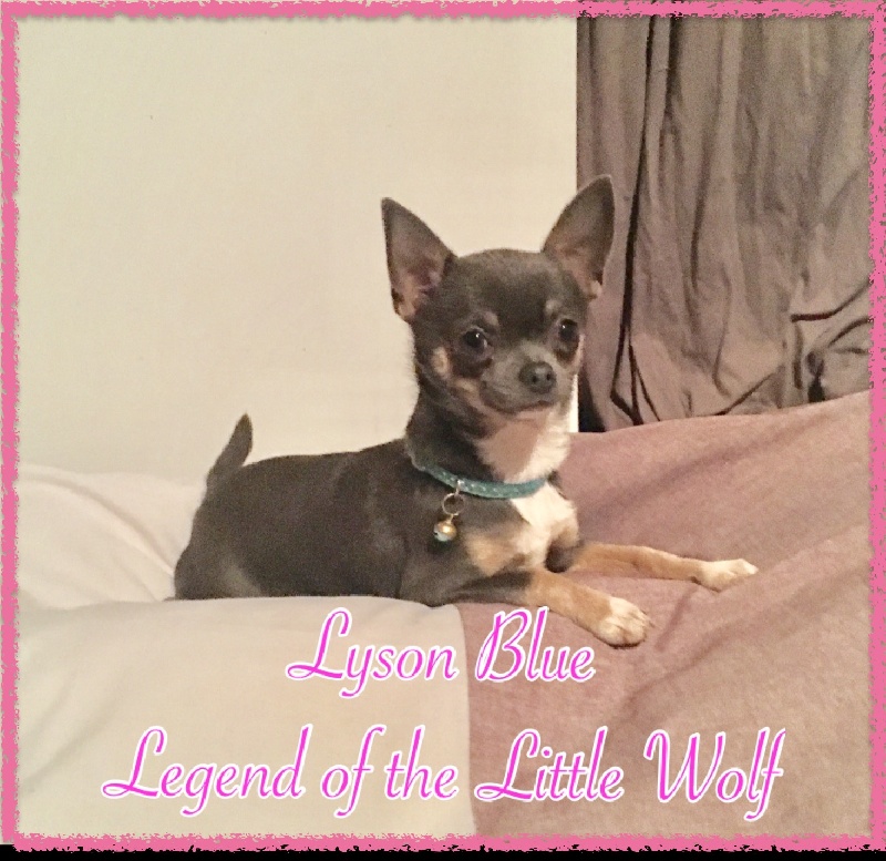 Lyson blue Legend Of The Little Wolf