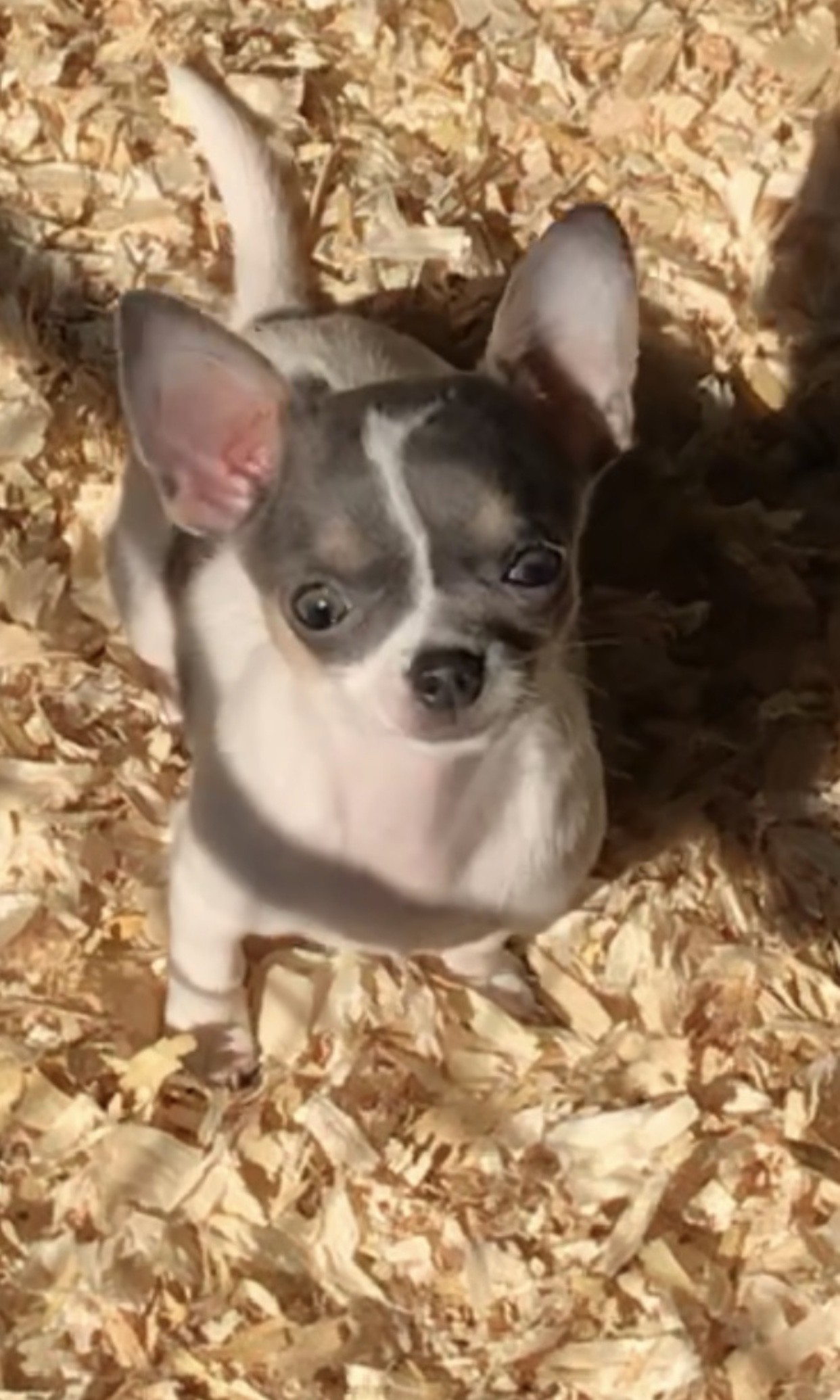 Just Phantom Oreo