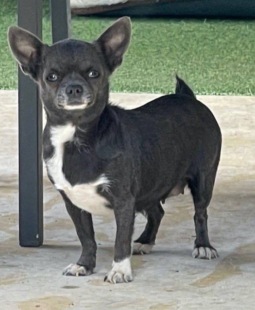 Azziza five star pets