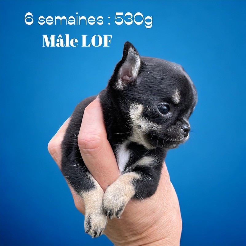 DES MINIS BEBES !!! entre 500 et 600 g à 6 semaines 