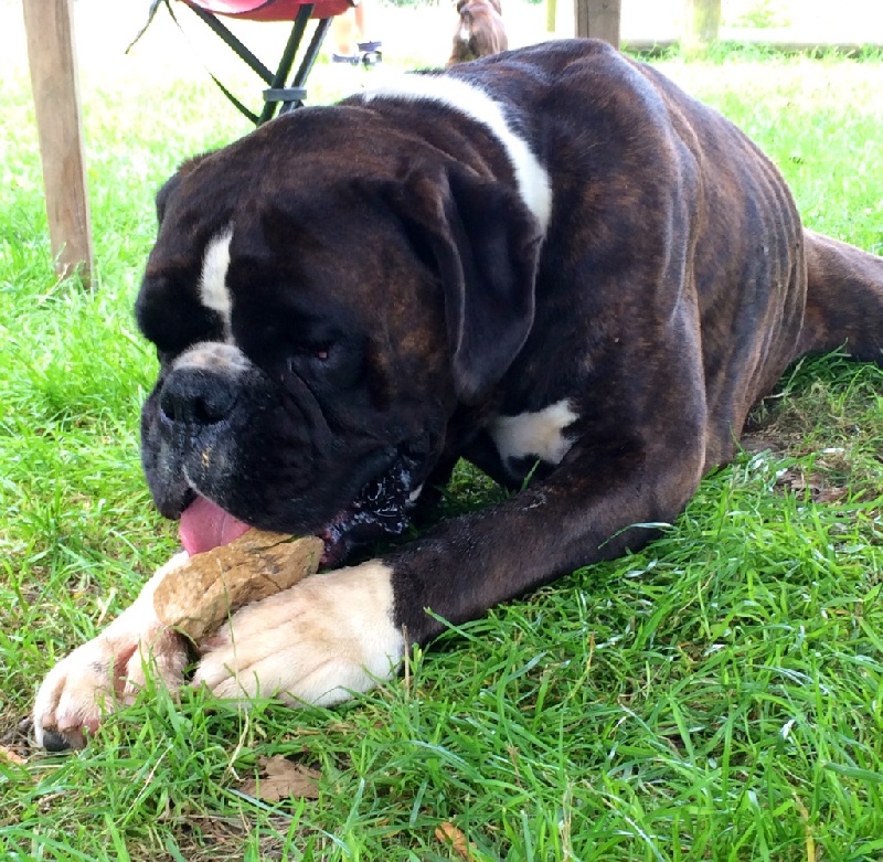 Highlander de la Vallee d'ailly "Hiwok"
