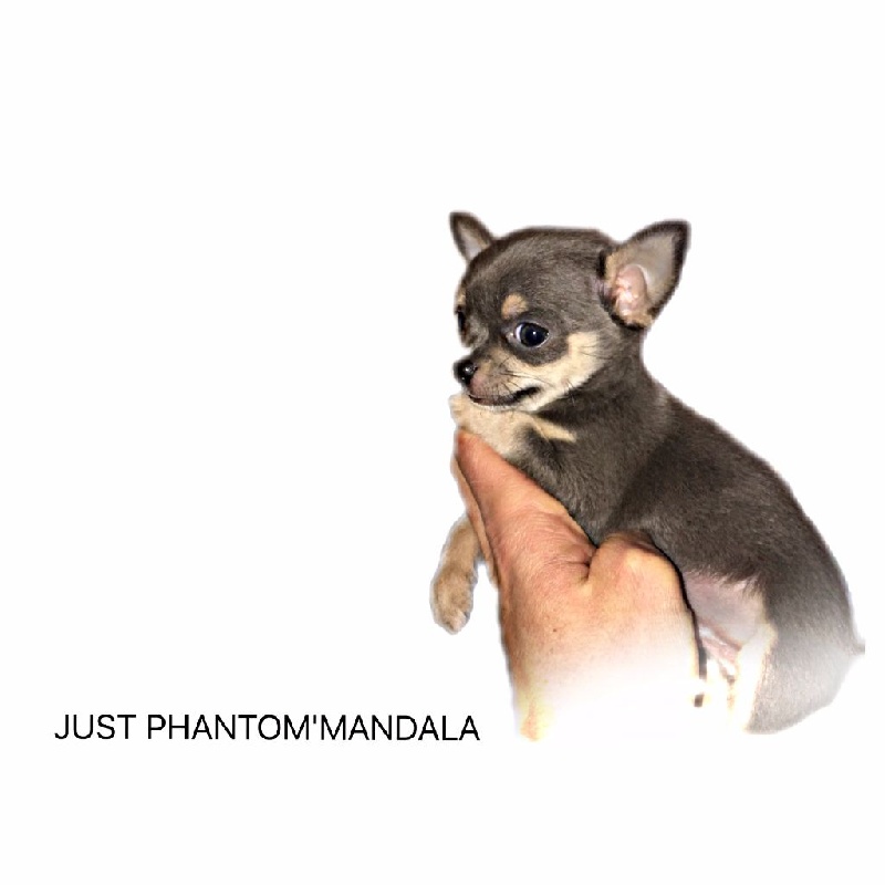 CHIOTS CHIHUAHUA 2016
