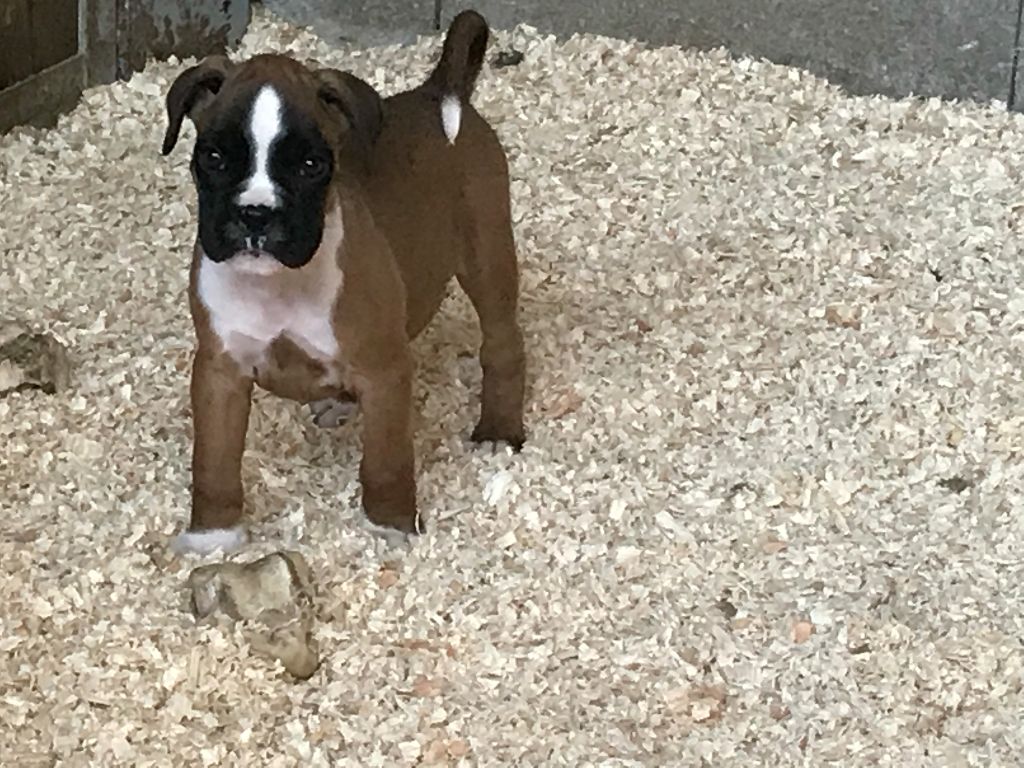 Just Phantom - Boxer - Portée née le 15/05/2017