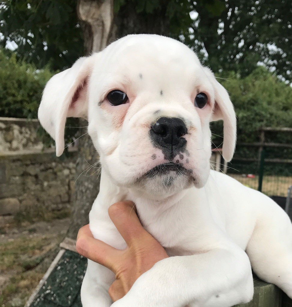 Just Phantom - Boxer - Portée née le 15/05/2017